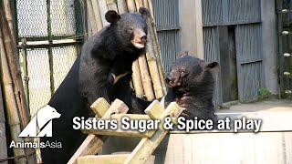 Sisters Sugar and Spice at play