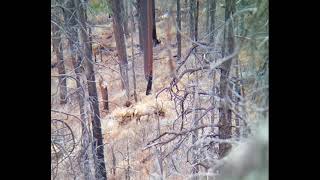 Arizona Late Rifle Elk Hunt Killshot