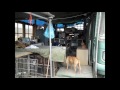 Live Arico Dog Refuge May 2012