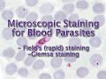 Microscopic Staining for Blood Parasites - Multi-Lingual Captions