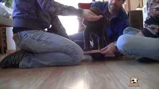 Curso para cachorros