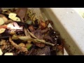 Black Soldier Fly Larvae: From Worm Bin to Chicken Feed