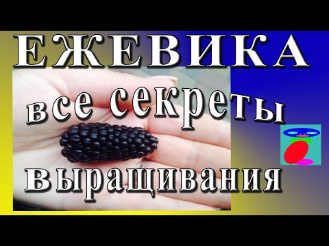 Выращивание ежевики в Самарской области – посадка и уход