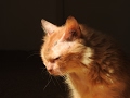 Abandoned at 17 - new beginning for an elderly cat