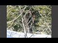 ThinkerThunker - Siberian Bigfoot Photos - Come to Life