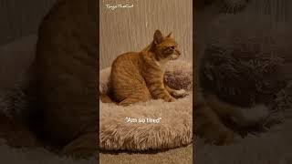Must Keep Kneading, Make It Nice And Fluffy