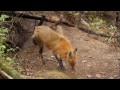 Red Fox Mother and Her Baby Kits Playing