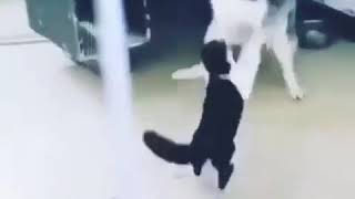 Ləzgi̇ Pri̇kollar