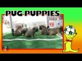 World Pup - Bloodhounds vs. Pug Puppies