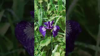 Irish Setosa. Alaskas Wild Flower