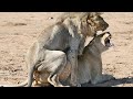 How this #lions went deep during #mating #matingseason #lionsmating #animals #animation #animegirl