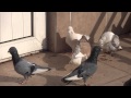 Adana Güvercini Uçuşu Adana Dewlap Pigeon Flight Ankara/Turkey