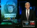 AC360 - Anderson Cooper Entertains Bonobo Apes In Bunny Suit