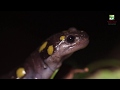Animal of the Week: Yellow-Spotted Salamander