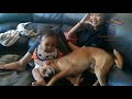Best BABIES LAUGHING at ANIMALS! - CAUTION; Extremely funny compilation!