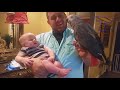 Best BABIES LAUGHING at ANIMALS! - CAUTION; Extremely funny compilation!