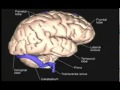 3D Human Brain Anatomy Animation Modelled Layer by Layer