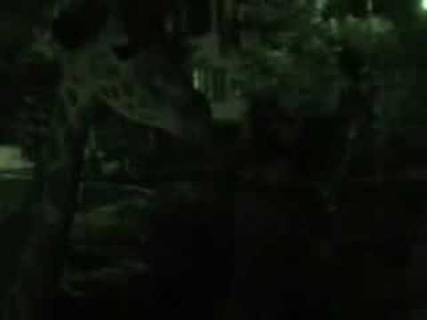 旭山動物園"夜の動物園" 　キリンのアニマルウォッチング２