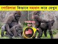 গরিলাও মানুষের মত কিভাবে মিলন করে দেখুন-Amazing Facts About gorilla In Bangla-