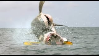 2- Headed Shark Attack Coles Death