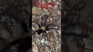 We Found 3 Male And Female Desert Tarantulas In Arizona