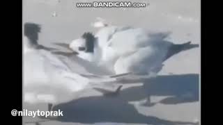 Bana Ünü Dönme