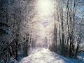 Elf Power - The Winter is Coming