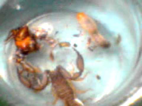 Bichhoo Fighter aka Scorpion Fighter Part 1 (Pets for Entertainment...