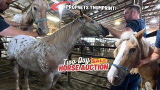 Two Day Horse Auction! - Part 1 - Beautiful Appaloosa With Rare Prophets Thumbprint!