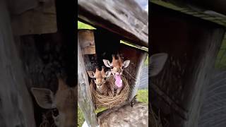 Small To Big Animal Transformation