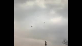 Bahti̇yar Baykal Dönek Güvercin Dönüş Aydin Dunek Pigeons Roller Muradiye