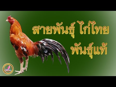 ลักษณะความเป็นมาของสายพันธุ์ไก่ไทยแบ่งตาม สีขน !!!