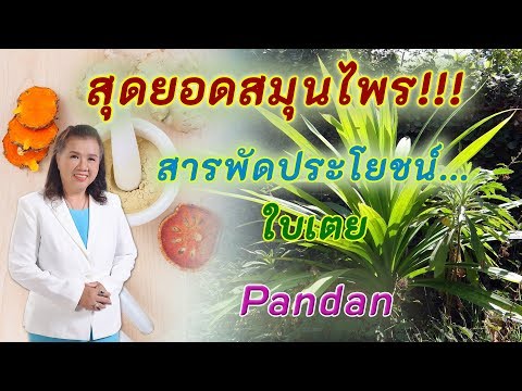ใบเตย สุดยอดสมุนไพร !! ลดน้ำตาลในเลือด ลดความดัน บำรุงหัวใจ | pandan | พี่ปลา Healthy Fish