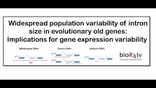Population Variability Of Intron Size & Gene Expression Variability