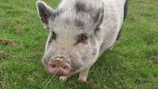 Hank Un Cochon Très Affectueux