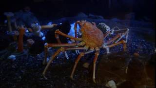 Araignée De Mer