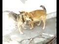 dog mating video