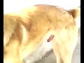 dog mating video