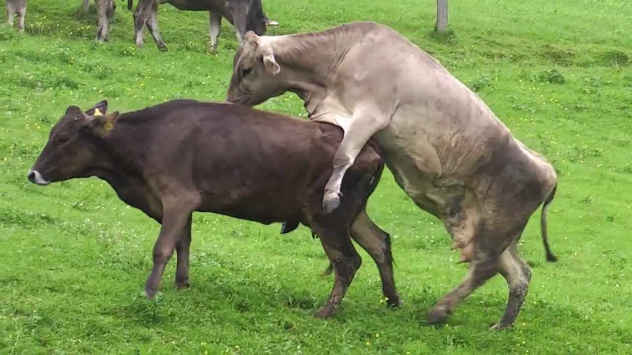 Секс Трахают Корову