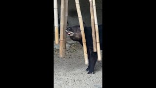 Tapir Tunes Incas Chime Solo