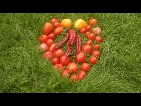 Перцы выращивание и уход в теплице пасынкование Перцы выращивание и уход в теплице пасынкование