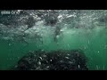 HD: Bait Ball Feast - Nature's Great Events: The Great Feast - BBC One