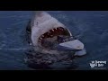 Megalodon Shark Attack Tourist Boat Off Sydney Harbour Australia Real images Megalodon Shark Attack Tourist Boat Off Sydney Harbour Australia Real