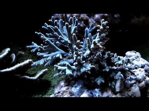 Header of Acropora suharsonoi