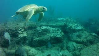 Skinny Dipping A Shallow Water Freediving Adventure Miami, Fort Lauderdale, Hollywood, Dania