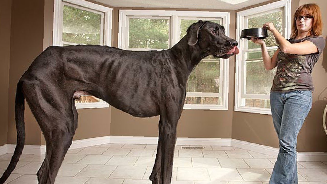 Women great dane