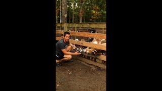 Feeding Goats Made Easy
