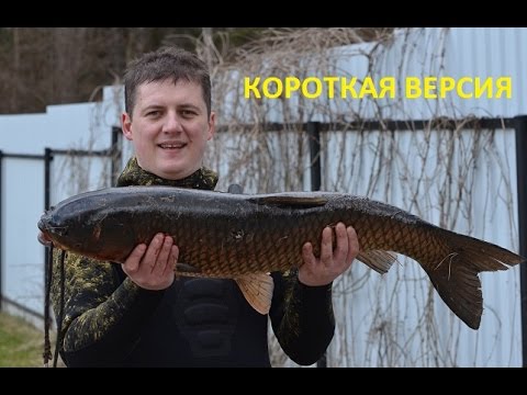 белый амур рыбалка московская белый амур рыбалка московская