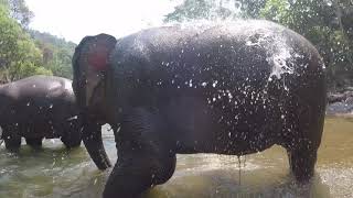 River bathing with elephants with Sophie & Lucky