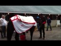 Kentucky Derby 2013: Orb Gets a Bath